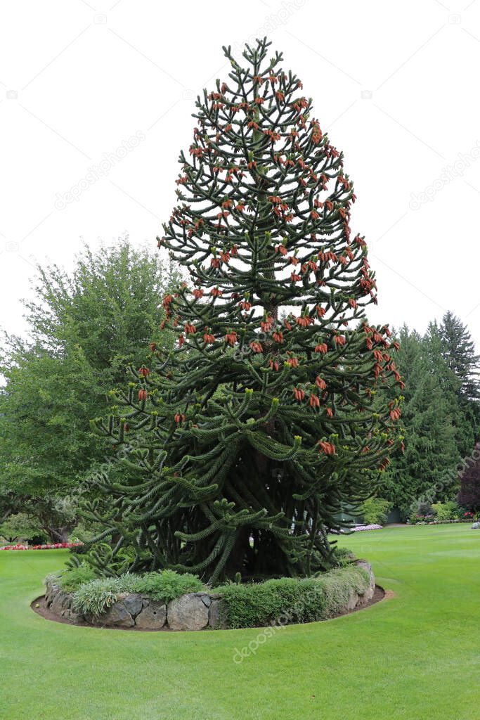 A noble araucaria covered with stunningly thick needles. and flowers in the Butchart Garden on Vancouver Island, Canada, surrounded by flowerbeds. Looks like a Christmas tree