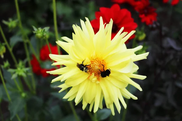 Bees Dahlia Yellow Star Terry Variety Tongue Petals Have Creamy — Stock Photo, Image