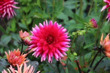 Elga, Vancouver Adası 'ndaki Butchart Garden' da bulunan bir kaktüs destanı. 70-80 cm 'ye kadar büyür, geniş tüylü pembe çiçeklerle dallanmış bir çalılık oluşturur.