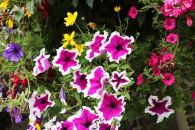 Büyüleyici Petunia Picoti çiçekleri Picoti petunyalarının ayırt edici bir özelliği yaprakların kenarında beyaz bir sınırdır.