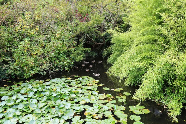 Ancient Pond Covered Lotuses Wild Ducks Pond Has Become Habitat — Stock fotografie