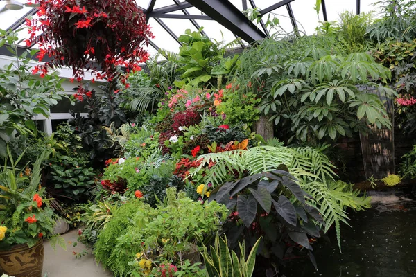 Tropical Plants Planters Colorful Petunias Greenhouse Create Pleasant Harmonious Atmosphere — Stock fotografie