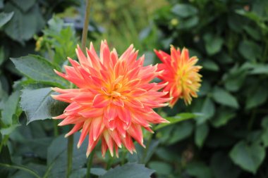 Park Record dahlia. Vancouver Adası 'ndaki Butchart Bahçesi' nde, minyatür bir çeşitlilik, yoğun kırmızı-pembe taç yaprakları.