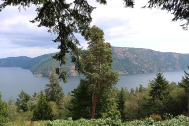 Vancouver Körfezi 'nin ağaçların dalları arasındaki panoramik manzarası güzelliği için takdir edilir.