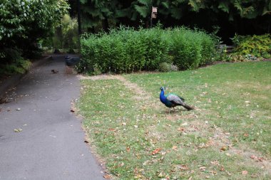Tavus kuşu sonbahar parkına doğru yola çıktı, ama karganın dışında,