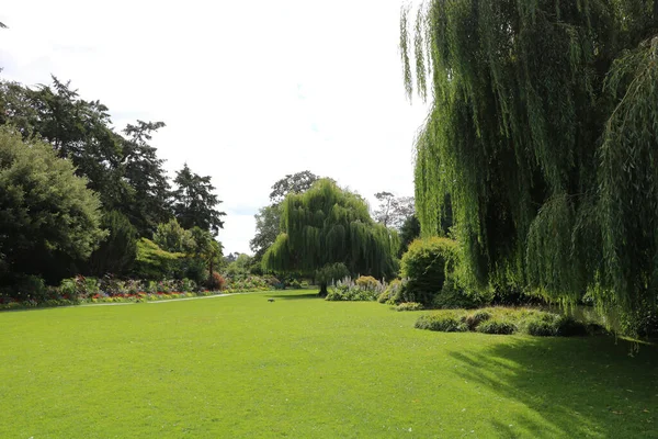 Landscape Centuries Old Willows Immaculate Lawn Which You Can Walk — Foto de Stock