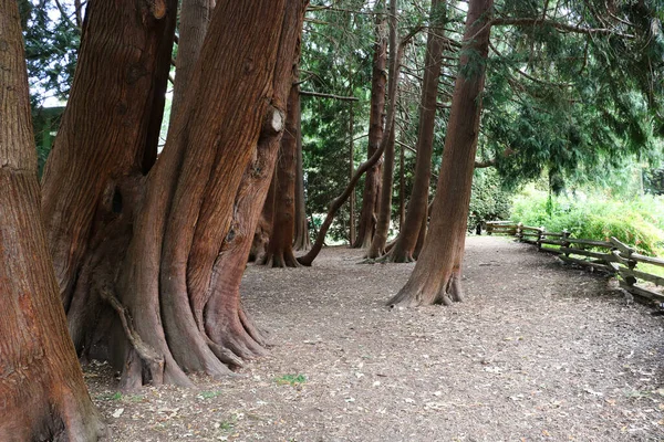 Genç ve yaşlı Sekoyalar Ulusal Park 'ta birbirlerine yakın büyürler.