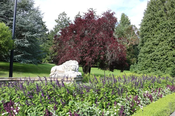 Red Maple Looks Amazing Surrounded Flower Beds Lavender Century Old — Foto de Stock