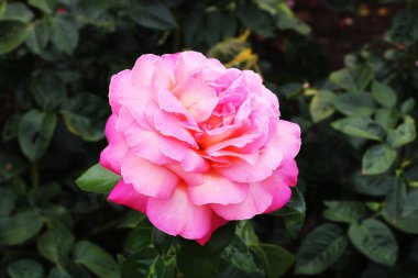 Rosa Floribunda Group, Kanada 'nın Britanya Kolumbiyası' nın Vancouver Adası 'ndaki Brentwood Körfezi' nde bulunan Butchart Garden 'da yer alan modern bir melez grubudur. Bu narin kırmızı güller herhangi bir bahçenin değerli bir süslemesidir.