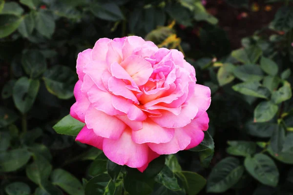 Rosa Floribunda Group, Kanada 'nın Britanya Kolumbiyası' nın Vancouver Adası 'ndaki Brentwood Körfezi' nde bulunan Butchart Garden 'da yer alan modern bir melez grubudur. Bu narin kırmızı güller herhangi bir bahçenin değerli bir süslemesidir.