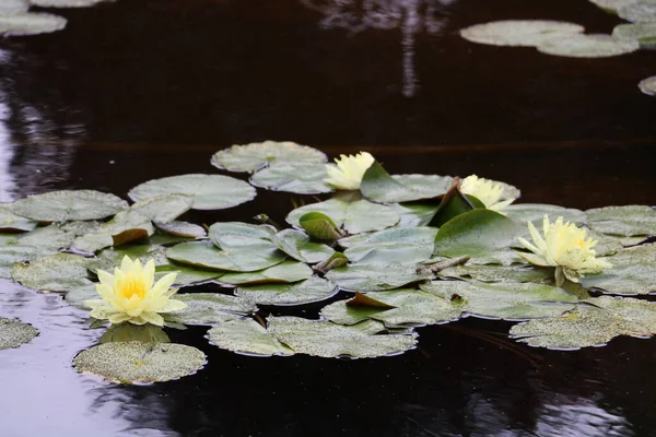 Yellow Lotuses Sunlight Butchart Garden Brentwood Bay Vancouver Island British — Stock Photo, Image