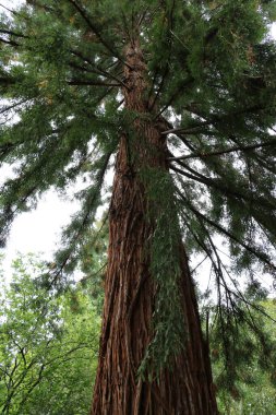 The parasite plant weaves an ancient sequoia in the Cathedral Grove of Maximilian Park. Vancouver Island Mistletoe is a perennial evergreen plant that parasitizes trees