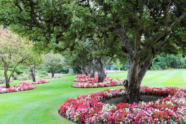 Original flower beds around the trees in the Butcharov garden with white burgundy, purple, crimson, blue petunias