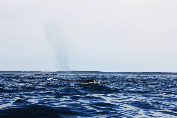 Mais Famoso Dos Cetáceos Baleias Lisas Emitem Altas Fontes Água — Fotografia de Stock
