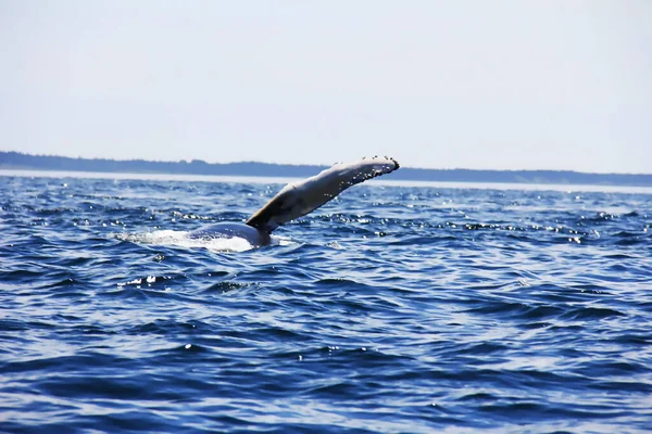 Cruise Atlantic Ocean 300 Whales Can Observed Bay Same Time — Stock Photo, Image