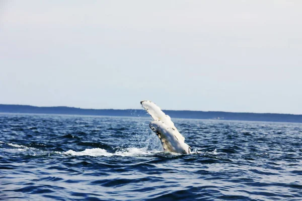 Залив Фанди Новой Шотландии Канада Буквально Кишит Планктоном Одновременно Можно — стоковое фото