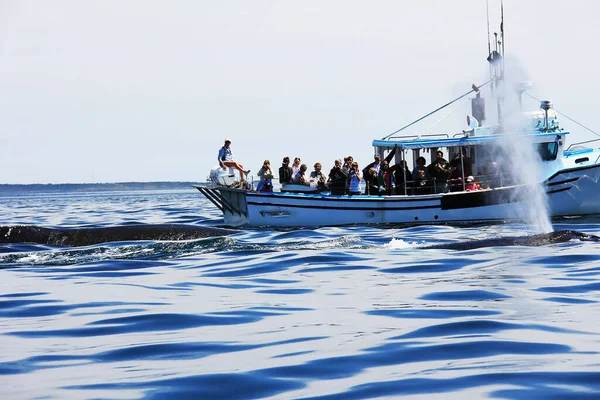혹등고래들 펀디만에 관광객들을 데리고 부두로 접근하였는데 하나가 주었다 — 스톡 사진