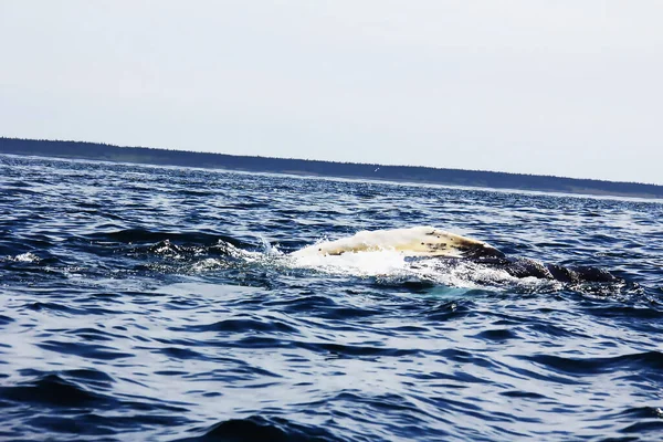 Время Круиза Атлантическому Океану Заливе Одновременно Можно Наблюдать 300 Китов — стоковое фото