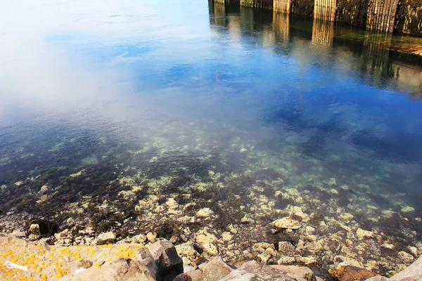 Fundy Körfezi Nde Gelgitlerin Sonucu Olarak Deniz Yatağı Balık Krillerle — Stok fotoğraf