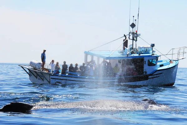대서양을 순항하는 만에서 동시에 300 마리의 고래를 수있다 혹등고래는 관광객들 — 스톡 사진