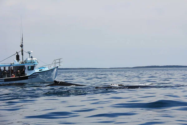 이우아 동물들을 구경하다 여행을 됩니다 대서양을 순항하는 혹등고래가 수염수리 가까이에서 — 스톡 사진