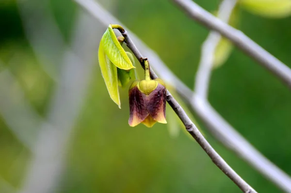 Nadchodzi Wiosna Drzewa Się Budzą Magnolia Już Otworzyła Swoje Delikatne — Zdjęcie stockowe