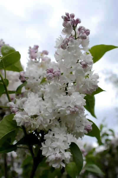 Luksusowa Gałąź Białego Liliowego Frotte Przeciwko Błękitnemu Niebu Arboretum Ogrodu — Zdjęcie stockowe