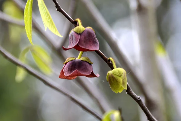 Primavera Chegou Árvores Estão Acordar Magnolia Abriu Seus Delicados Botões — Fotografia de Stock
