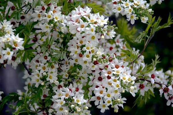 Hófehér Alyssum Évelő Éves Figyelmet Érdemel Jellemzi Bőséges Virágzás Kellemes — Stock Fotó