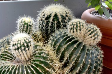 Echinocactus gruzona, çok uzun iğneli küresel bir kaktüs cinsidir. Bitkinin ana özelliği su biriktirebilmesi ve sulamadan uzun süre yaşayabilmesidir.