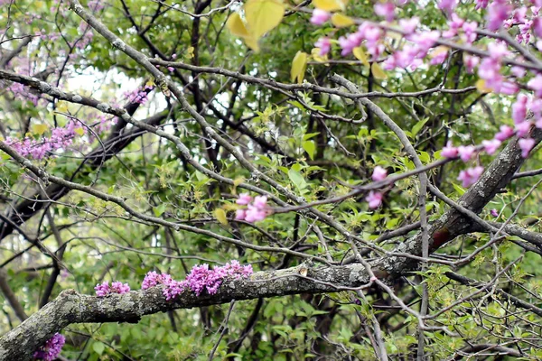 Spring Has Come Trees Have Yet Bloomed Buds Have Already — Stock Photo, Image