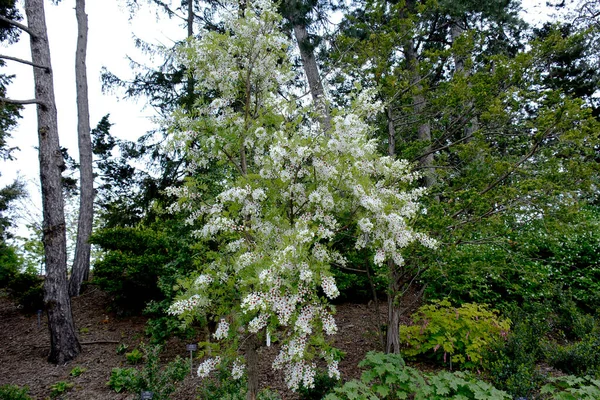 バーリントン植物園の樹木園でアカシアの開花は繊細な香りを広げます — ストック写真