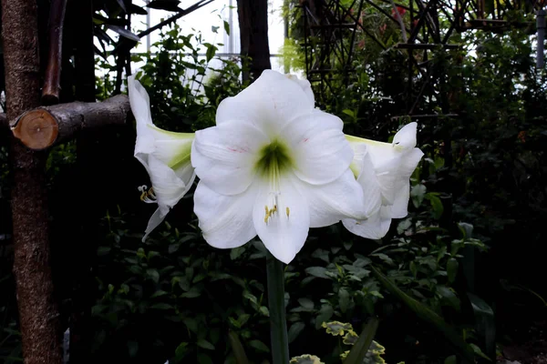 Hippeastrum Galaxy White Sensation Στο Θερμοκήπιο Του Βοτανικού Κήπου Burlington — Φωτογραφία Αρχείου