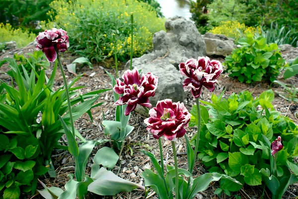 バーリントン植物園のジャックポットチューリップは その優雅さと美しさで素晴らしいです — ストック写真