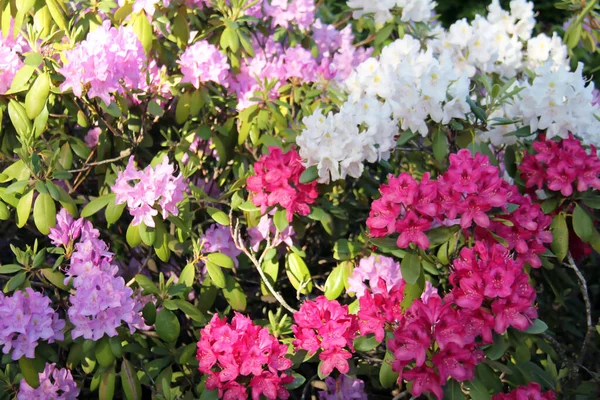 Niagara Gölü 'ndeki Botanik Bahçesi' ndeki kırmızı, pembe ve mor Rhododendronlar 'ın çiçek açması ve lezzetli aroması bahçeye gelen ziyaretçiler tarafından beğeniliyor.