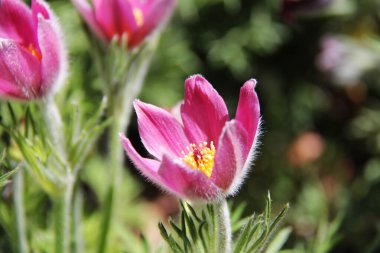 Pulsatilla Bayan van der Elst zarif pembe çiçekleri olan şık bir çeşittir. Çiçek pelüş gibi görünüyor ve dikkatleri üzerine çekiyor. Yoksa rüya çimi ya da karla kaplı lale derler..