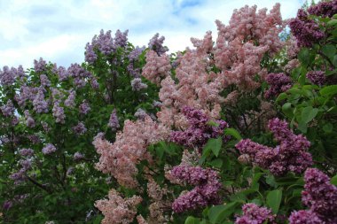 Katie Osborne 'un RBG botanik bahçesindeki leylak koleksiyonu, en büyüklerden biri. Burada leylak mayıstan hazirana kadar açar. Fotoğrafta, çifte eflatun-pembe çiçekler, leylak rengi bir tonda Belle de Nancy.
