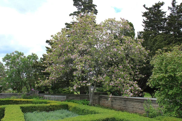 春の開花の最中に桜を見ることは本当の喜びです ピンクの桜が咲くと 別の春が来て気分が向上しているという兆候です — ストック写真