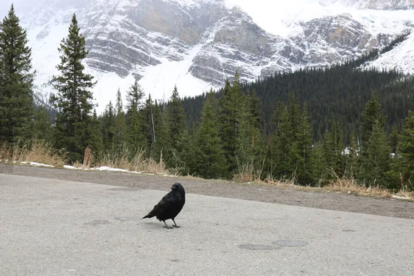 Entre Majestosas Montanhas Albert Floresta Coníferas Pássaro Solitário Senta Estrada — Fotografia de Stock