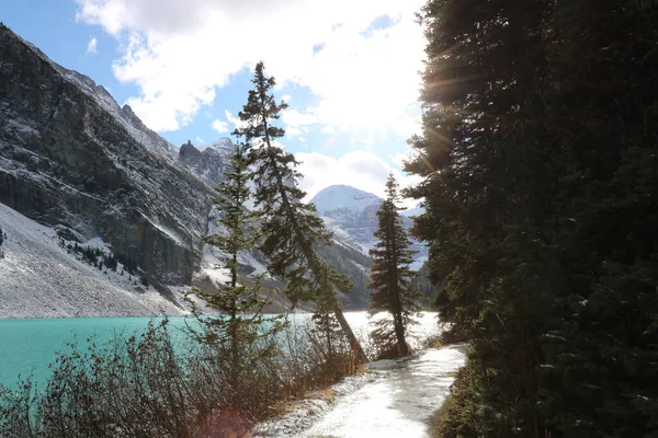 Thin Pine Tree Leans Winter Lake Moiraine Wants Bow Greatness — Stock Photo, Image