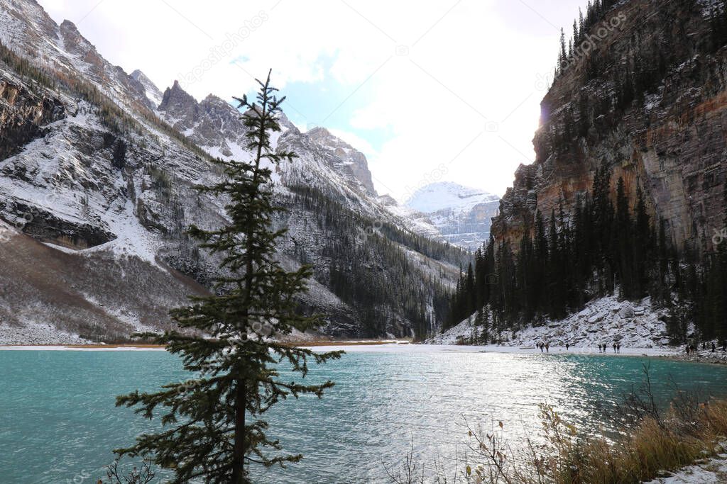 Among the majestic mountain peaks, a lonely pine tree on the shore of the lake is shivering from the cold.