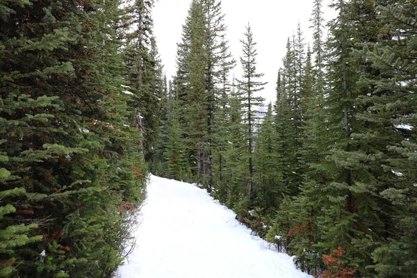 Sendero Cubierto Nieve Bosque Coníferas Impresiona Por Pureza Deseo Seguirlo —  Fotos de Stock