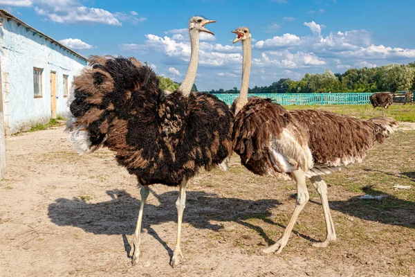 Beautiful Ostriches Farm Blue Sky Close — Stock Photo, Image