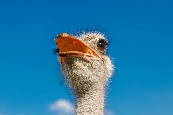 Schöne Strauße Auf Einem Bauernhof Vor Blauem Himmel Aus Nächster — Stockfoto