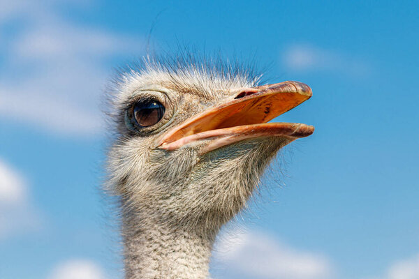 Beautiful ostriches on a farm against a blue sky close-up