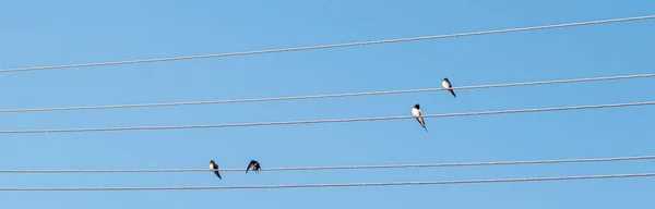 Oiseaux Assis Sur Des Fils Électriques Contre Ciel Bleu Gros — Photo