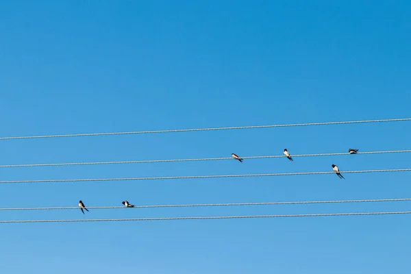 Pássaros Sentam Fios Elétricos Contra Céu Azul Close — Fotografia de Stock