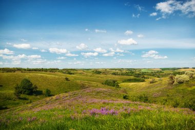 Tepelerde güzel bir çayır çimen ve çiçeklerle denizin arka planına ve gökyüzüne yakın.