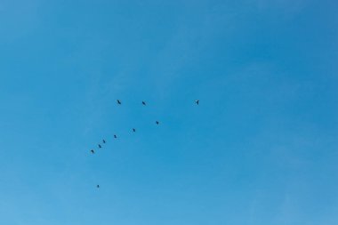 Mavi gökyüzünde uçan bir kuş sürüsü.