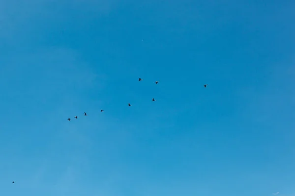 Uno Stormo Uccelli Che Volano Nel Cielo Blu Primo Piano — Foto Stock